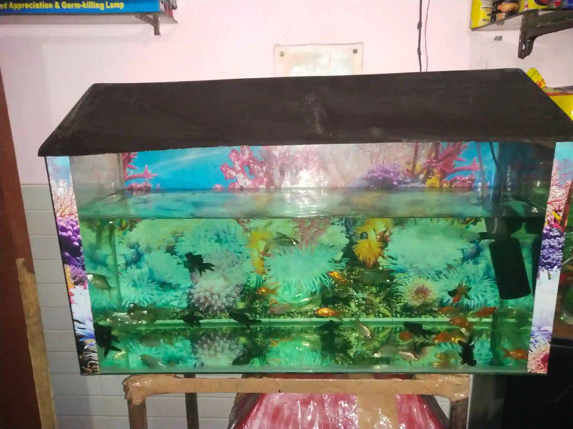 New Shalimar Garden Fish Aquarium Pet Shop PawClub